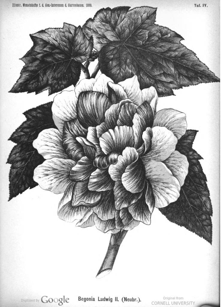 B. ‘Ludwig II’